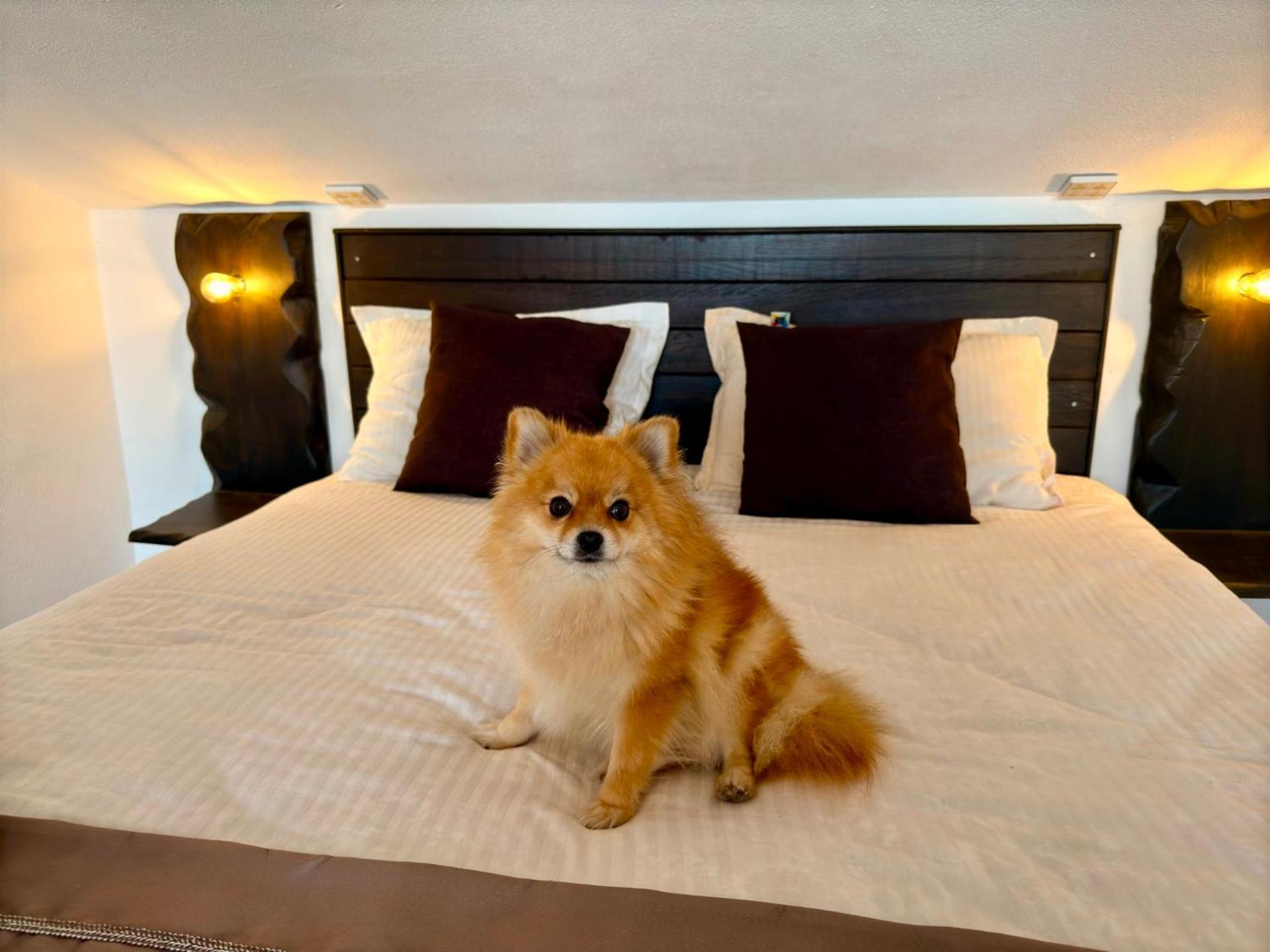 Arthotel Oscar I Szozopol Kültér fotó